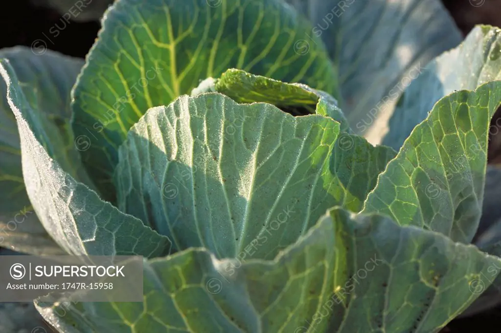 Head of cabbage, close-up
