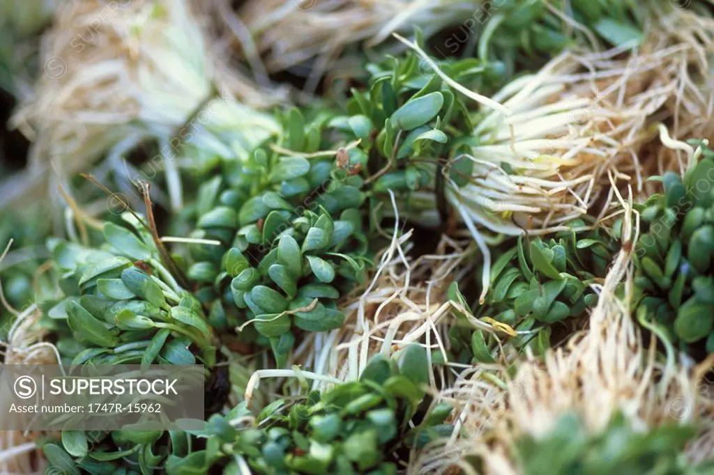 Mustard sprouts