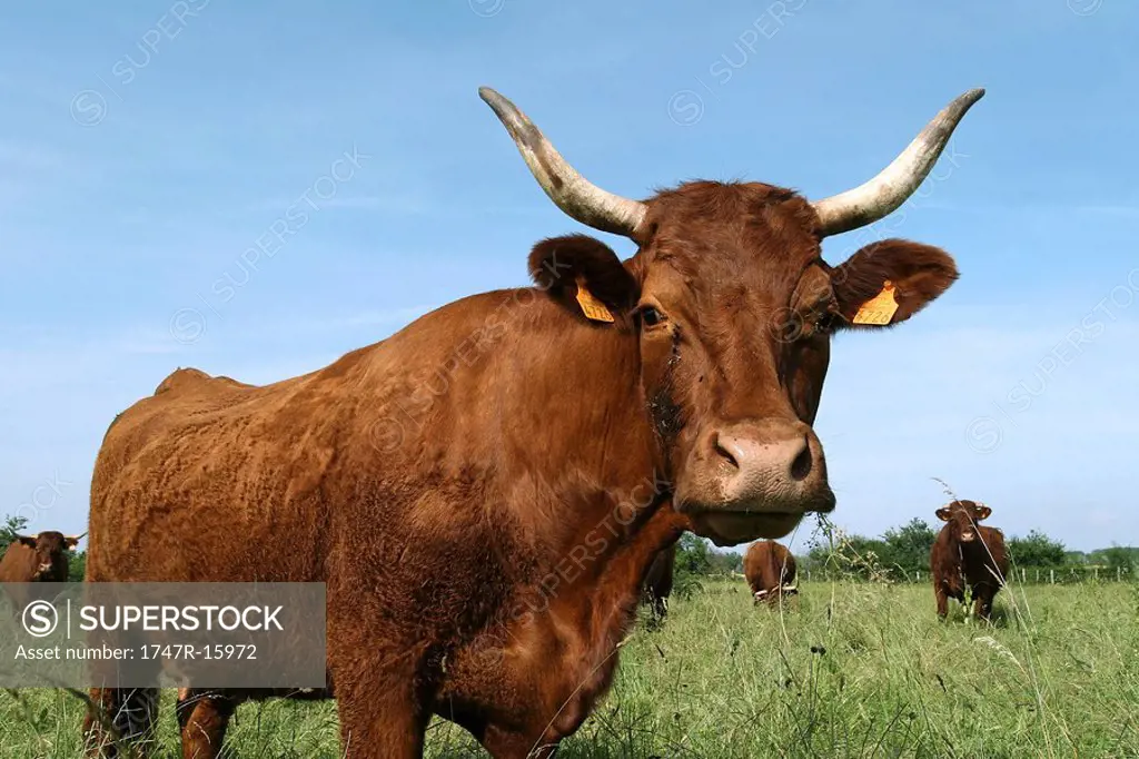 Dairy cow in pasture, portrait