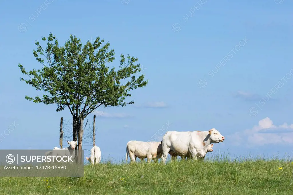 White cattle in pasture