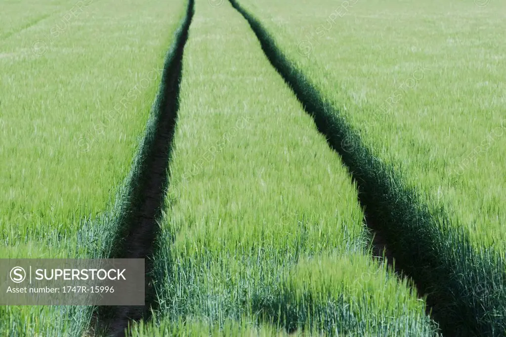 Tracks through wheat field