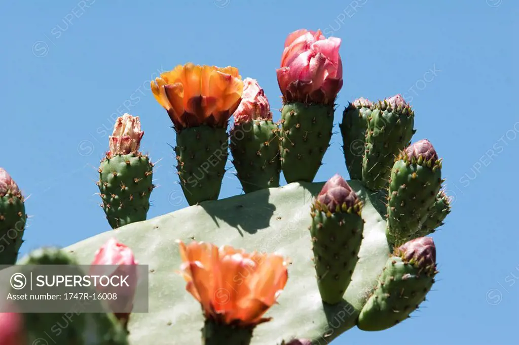 Flowering prickly pear cactus, extreme close-up