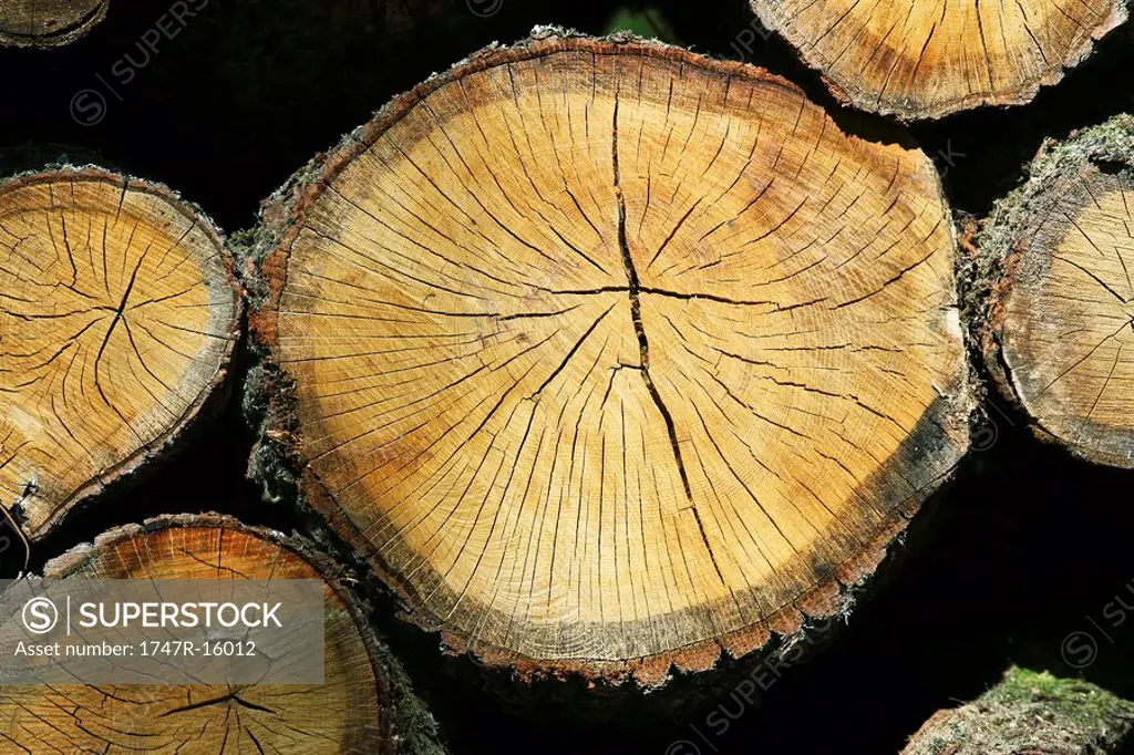 Firewood, extreme close-up