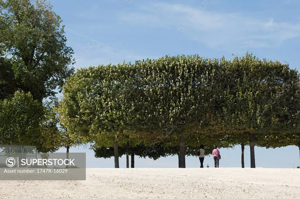 France, Paris, people walking under trees in park