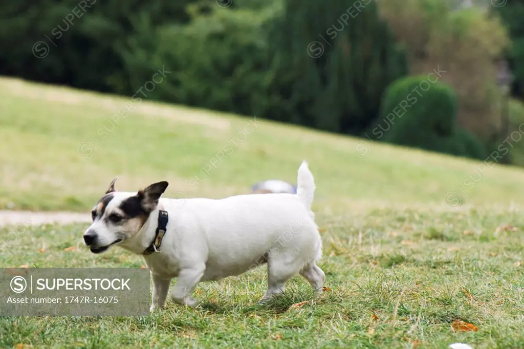 Dog walking in park