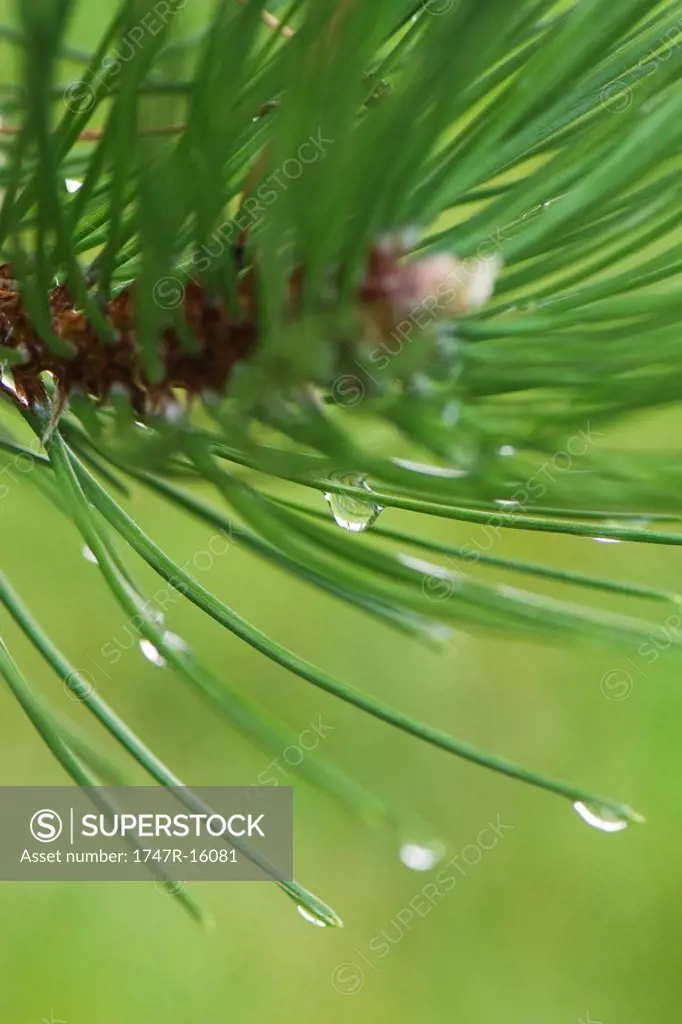 Dew drops on pine needles