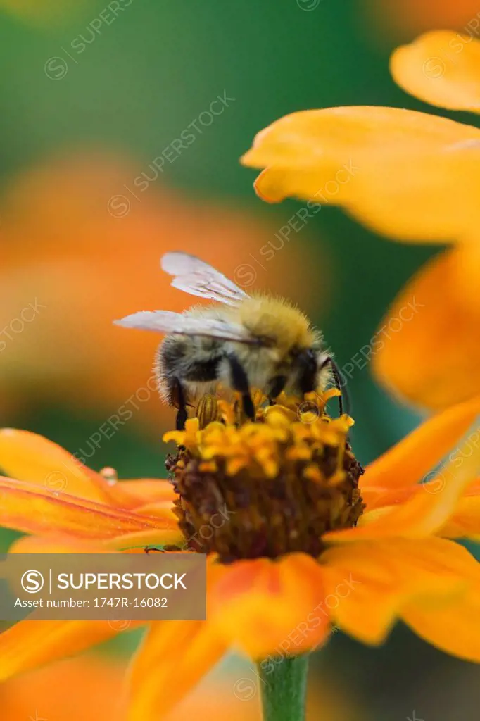 Bee gathering pollen on zinnia