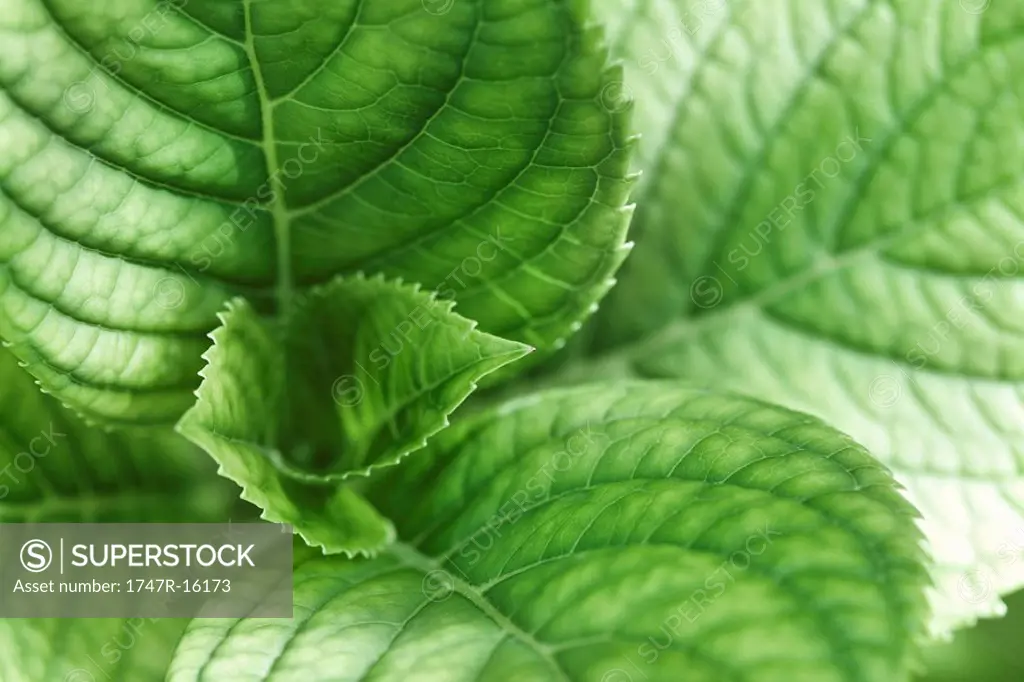 Hydrangea leaves, extreme close-up