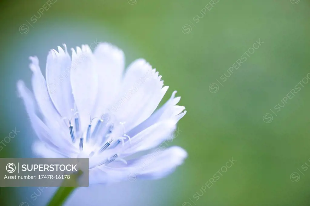 Chicory flower Cichorium intybus, close-up