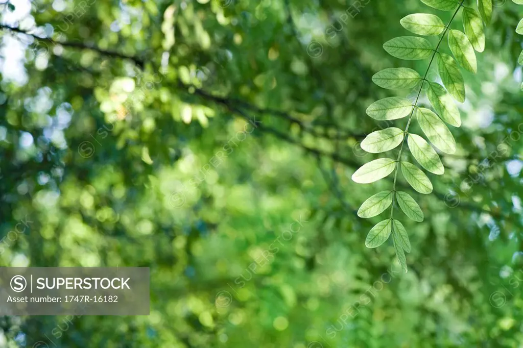 Sunlight shining through foliage, focus on branch in foreground