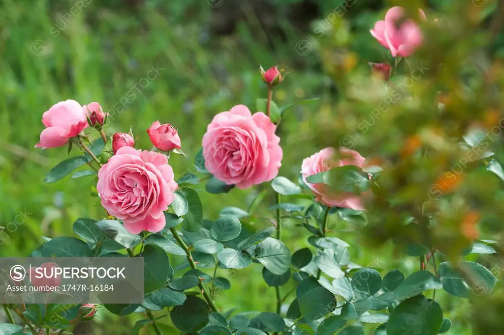 Pink roses growing on bush