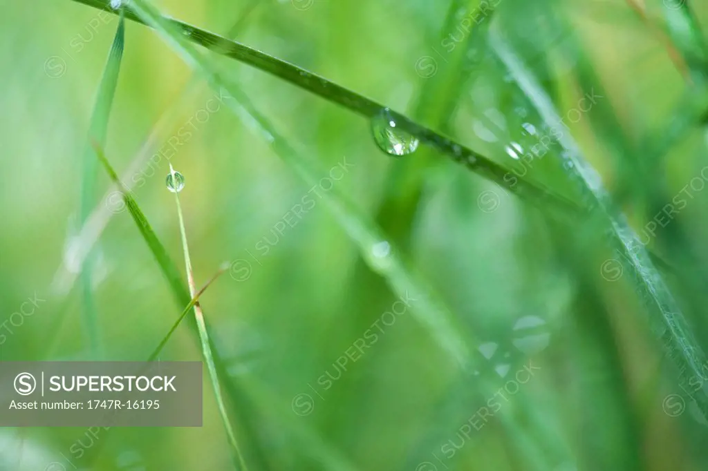 Dew drops on grass, close-up