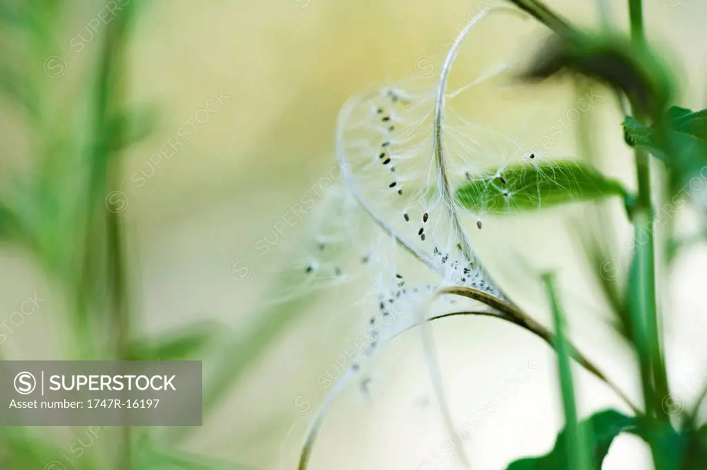 Delicate plant seed head