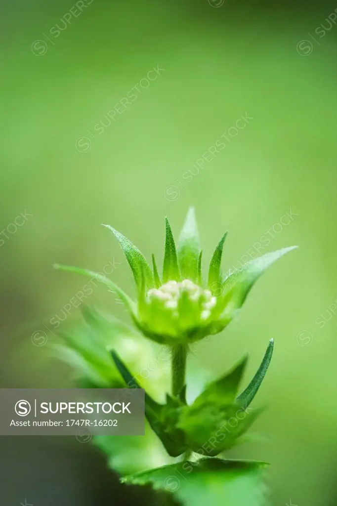 Scabiosa flower bud and sepals