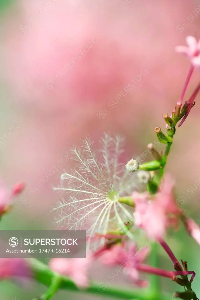 Pink flowers and seed head