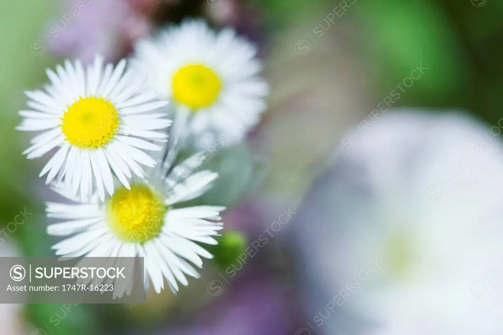 Daisy fleabane Erigeron annuus, close-up