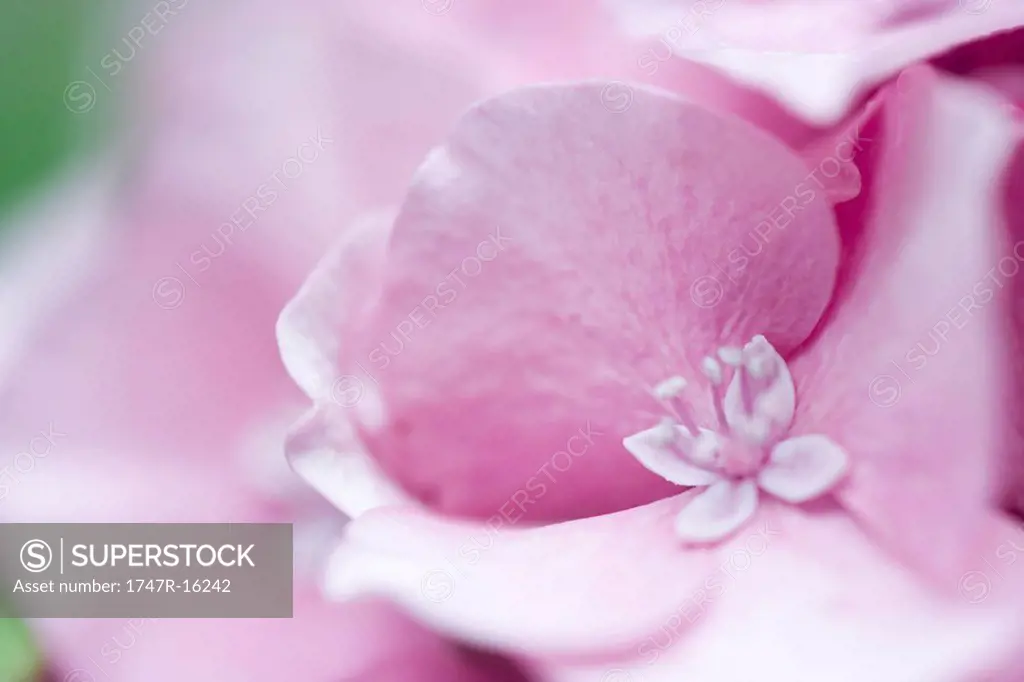 Pink hydrangea flower, extreme close-up