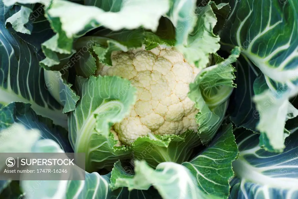 Cauliflower, extreme close_up