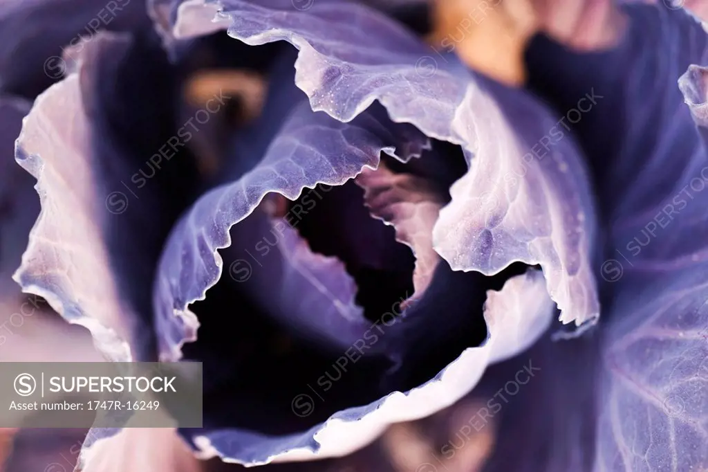 Purple cabbage, extreme close_up