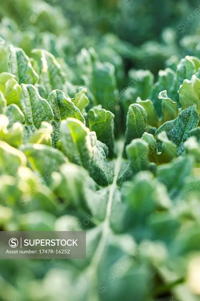 Leaf vegetables, extreme close_up