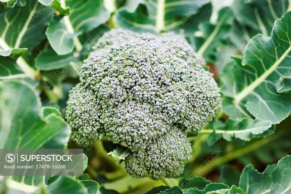 Broccoli growing, close_up