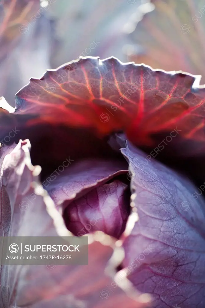 Red cabbage, extreme close_up