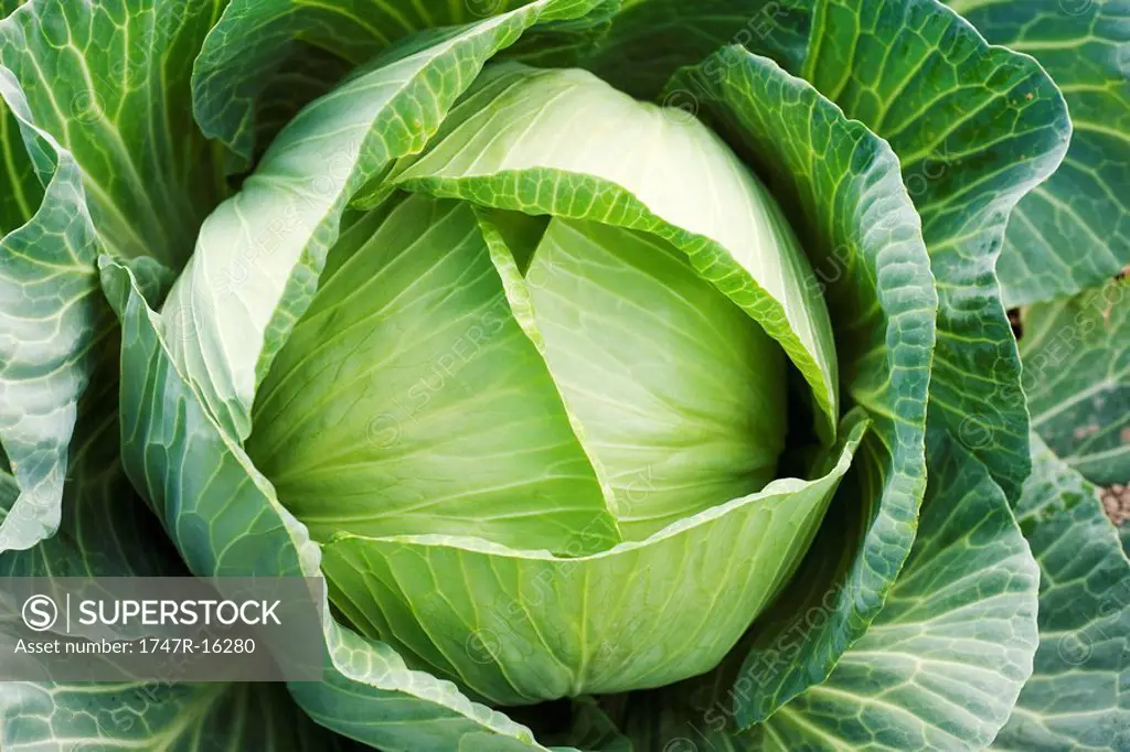 Cabbage growing, close_up