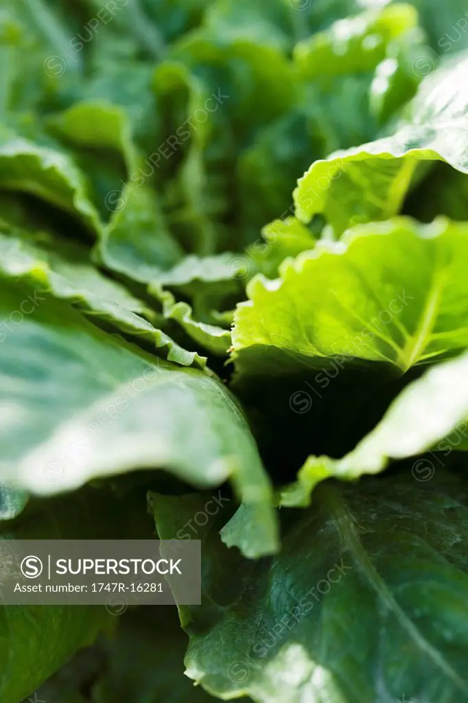 Chicory growing, close_up