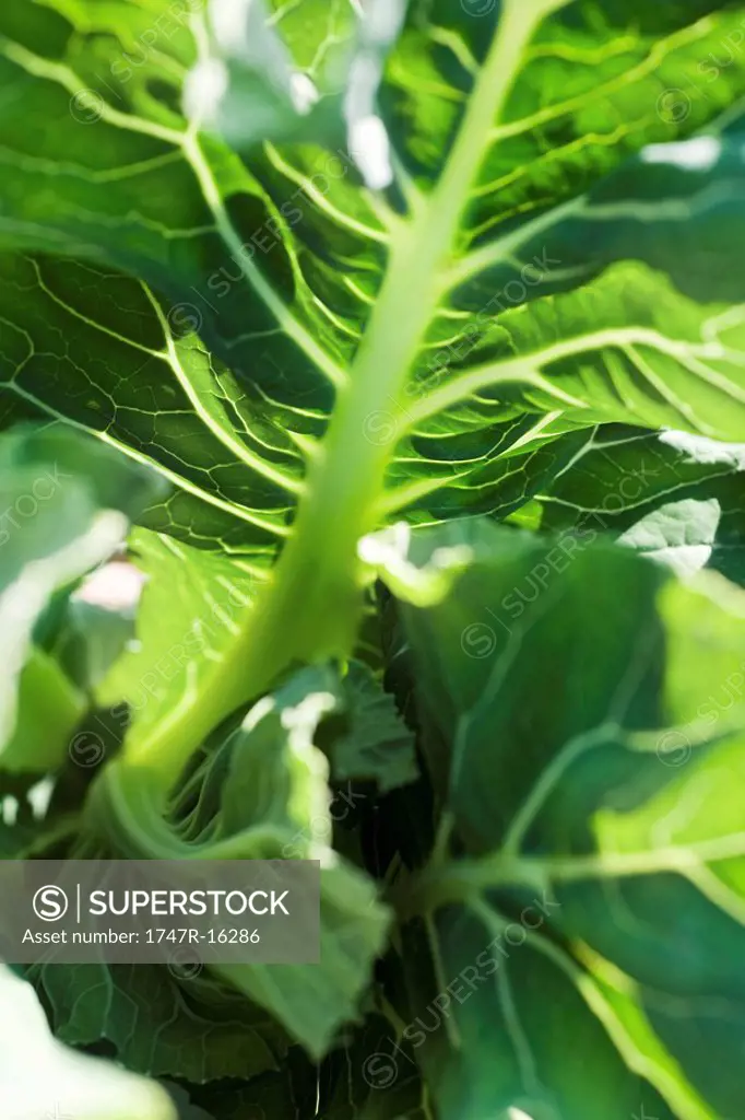 Leaf vegetable growing, extreme close_up