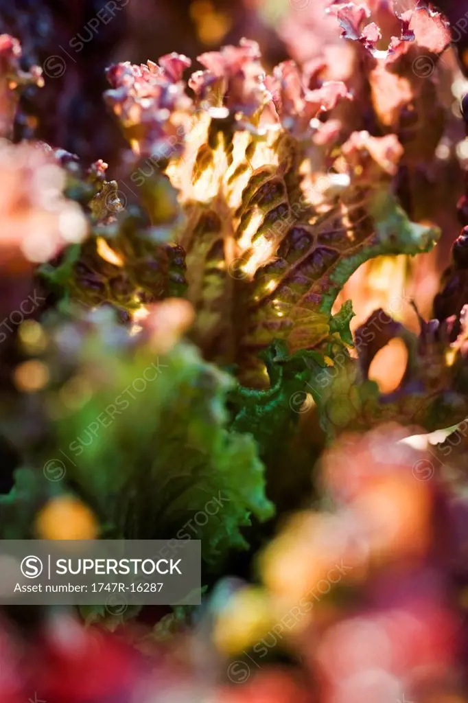 Batavia lettuce, extreme close_up