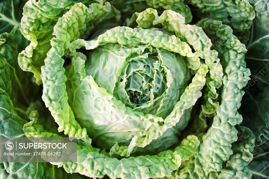 Savoy cabbage, extreme close_up