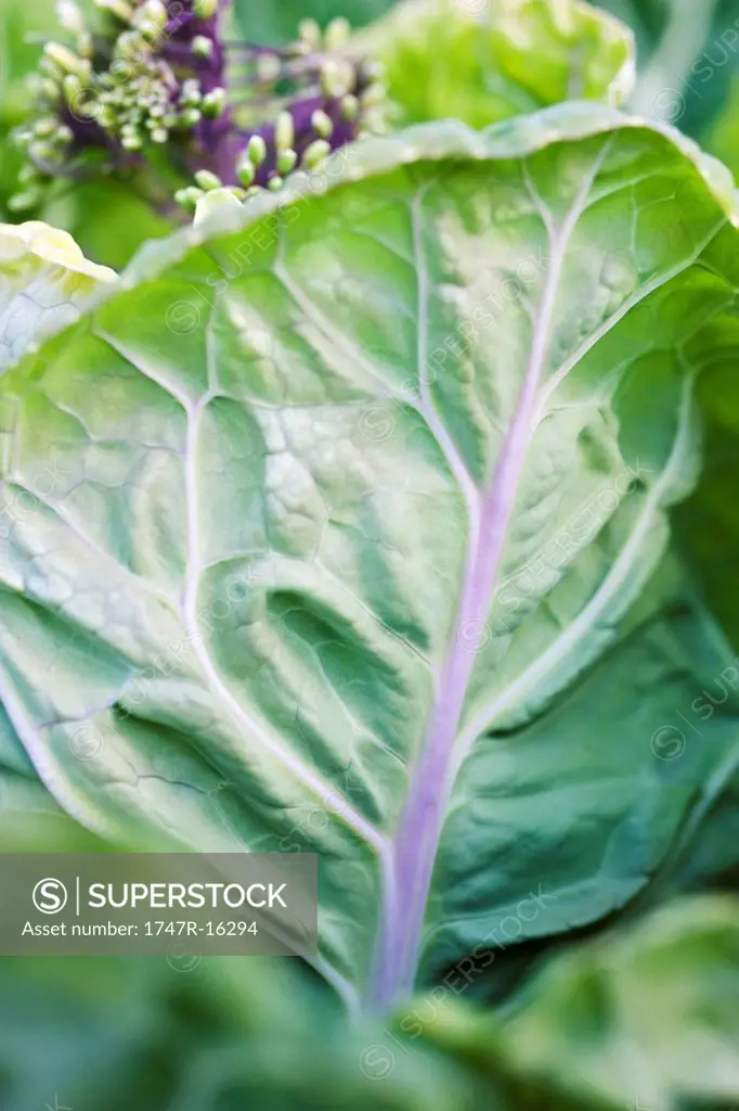 Cabbage growing, extreme close_up