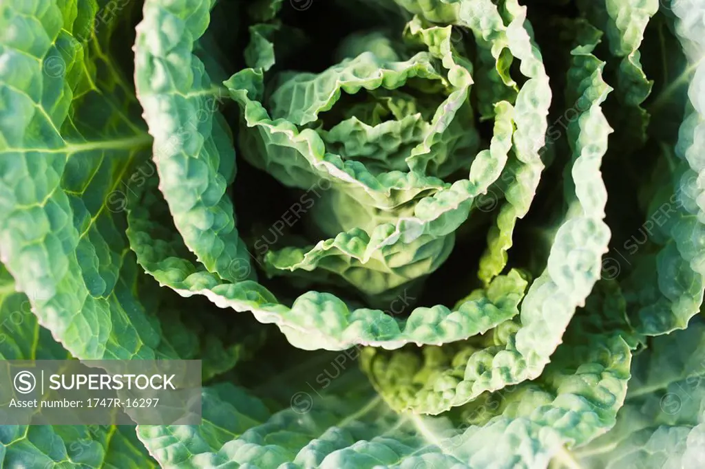 Savoy cabbage, close_up
