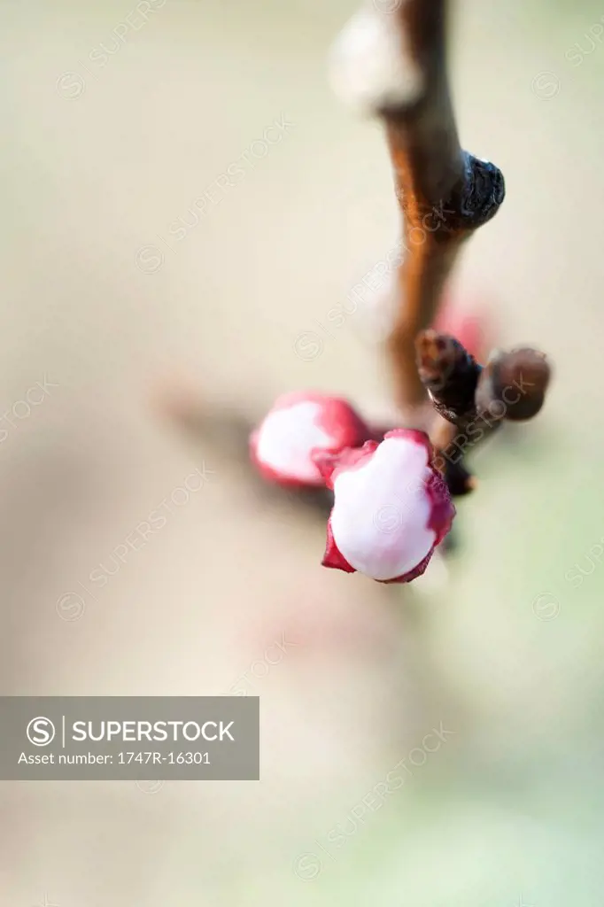 Almond flower buds, extreme close_up