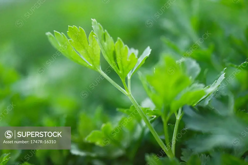 Flat leaf parsley growing, close_up