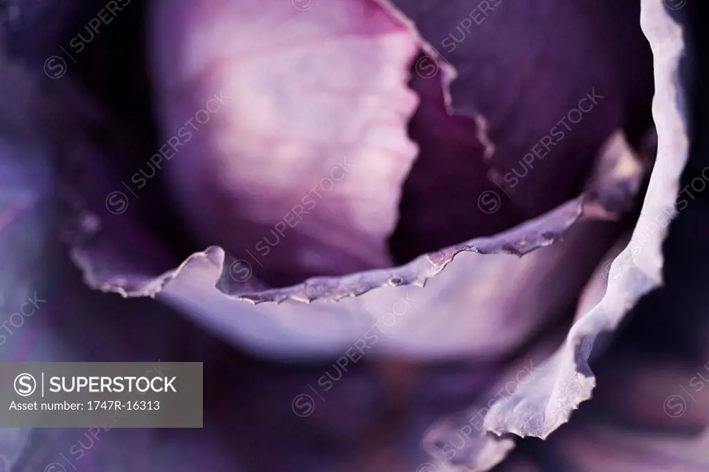 Purple cabbage, extreme close_up