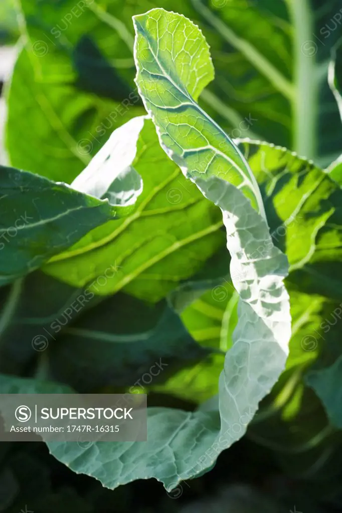 Leaf vegetable growing, close_up