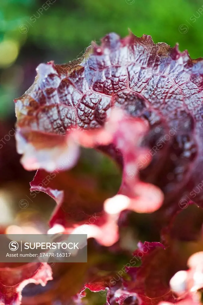 Merlot lettuce, extreme close_up