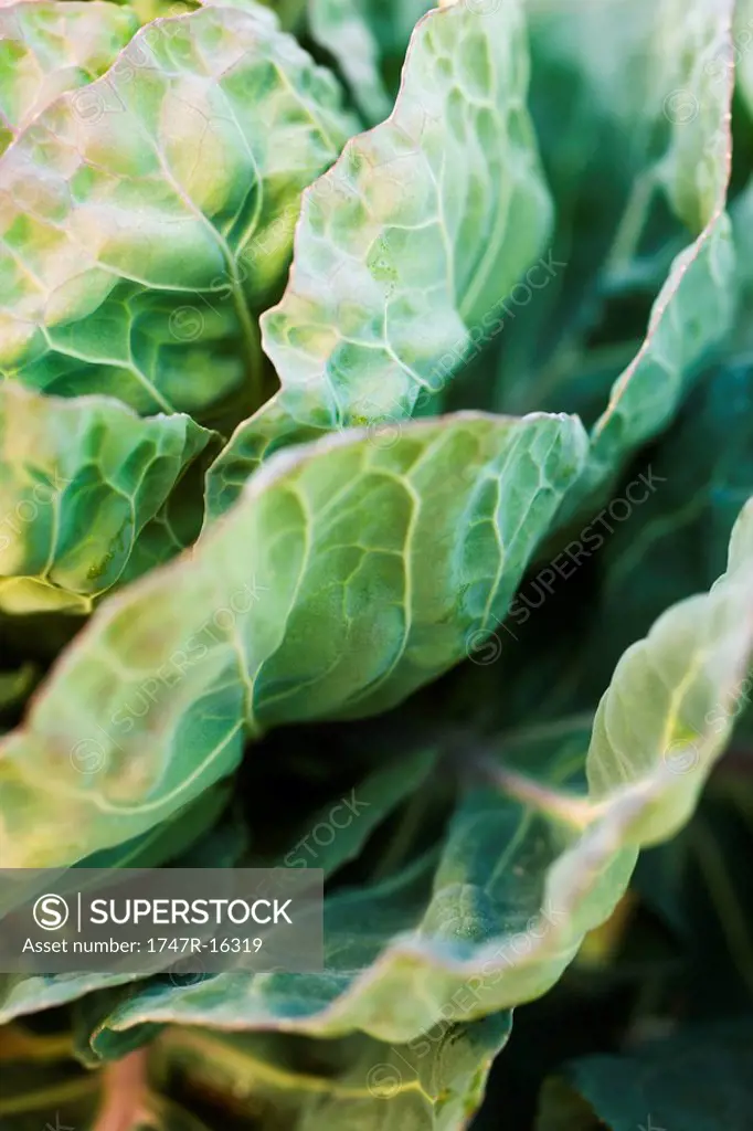 Cabbage growing, extreme close_up