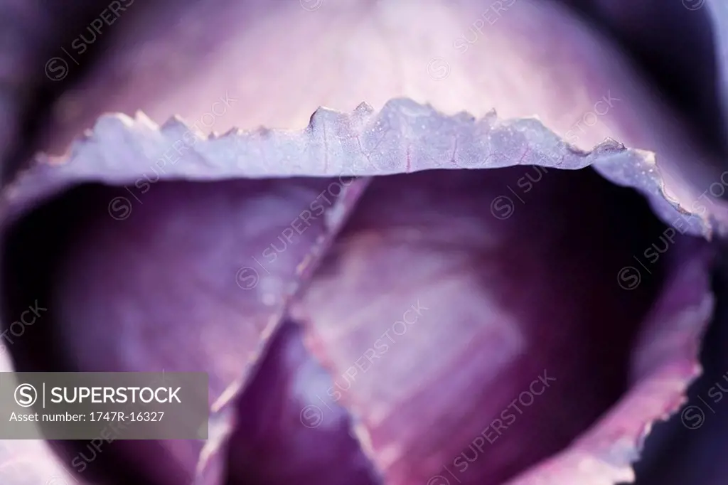 Purple cabbage, close_up
