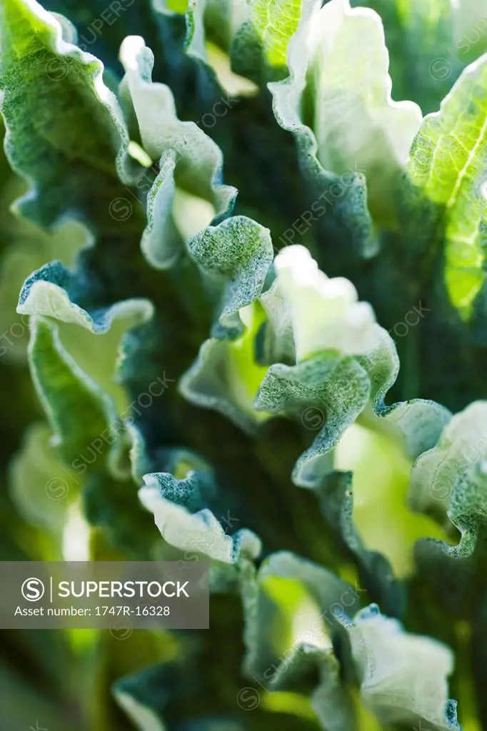Artichoke leaves, extreme close_up