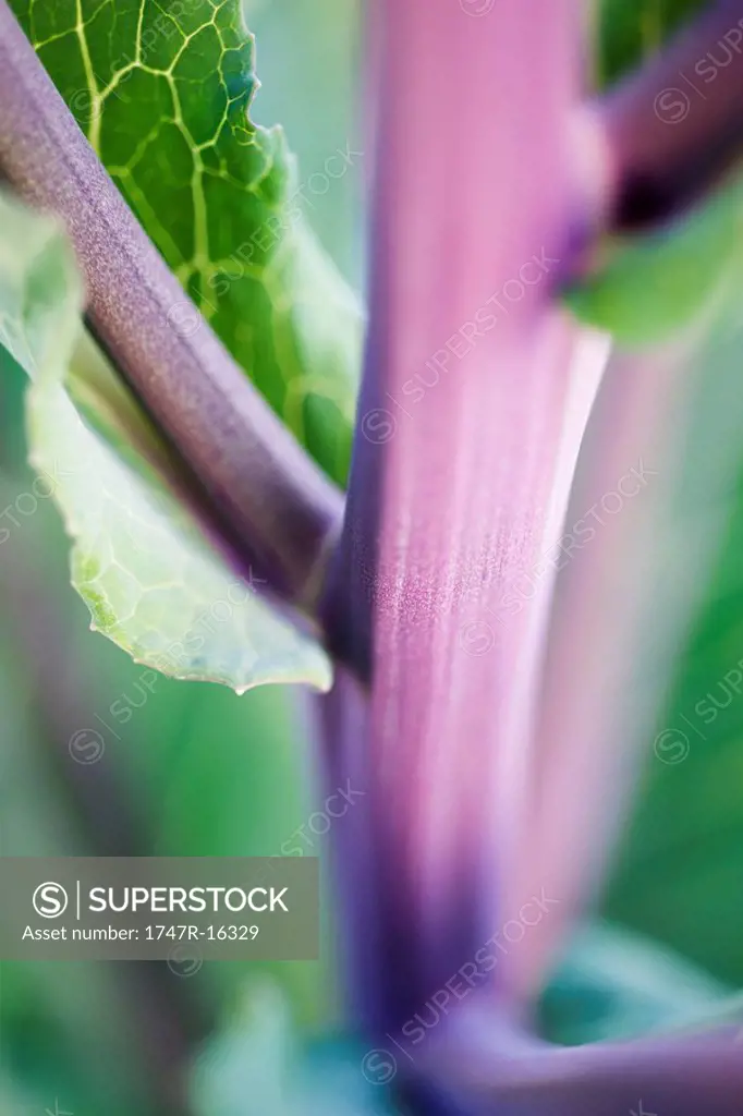 Cabbage stalks, extreme close_up