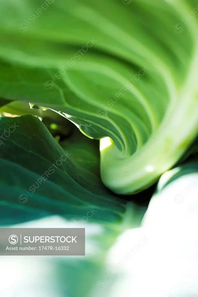 Underside of cauliflower leaf, extreme close_up