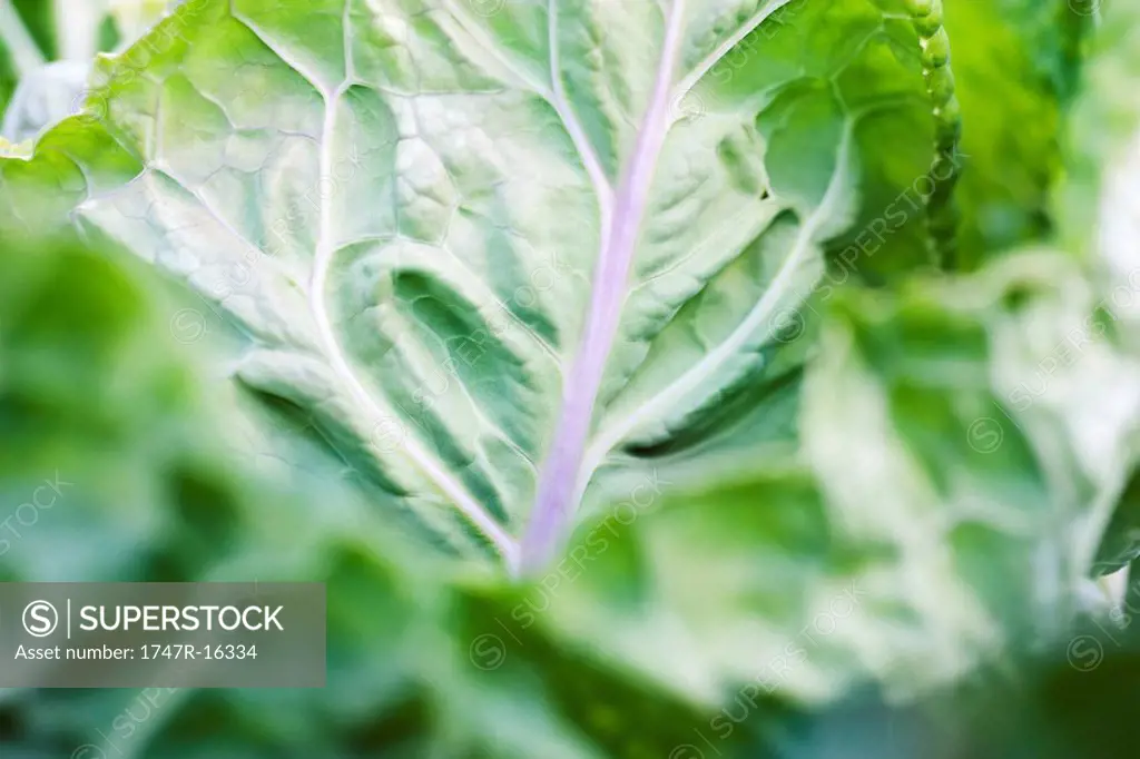 Cabbage, extreme close_up