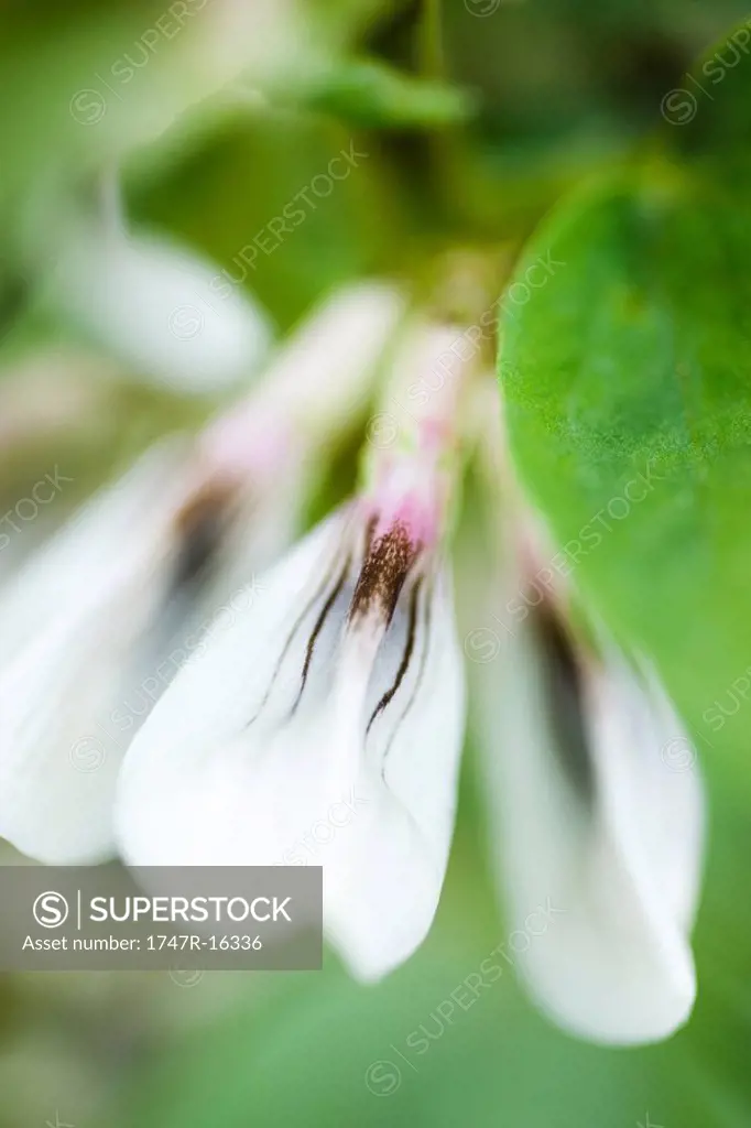 Flowering broad bean plant, extreme close_up