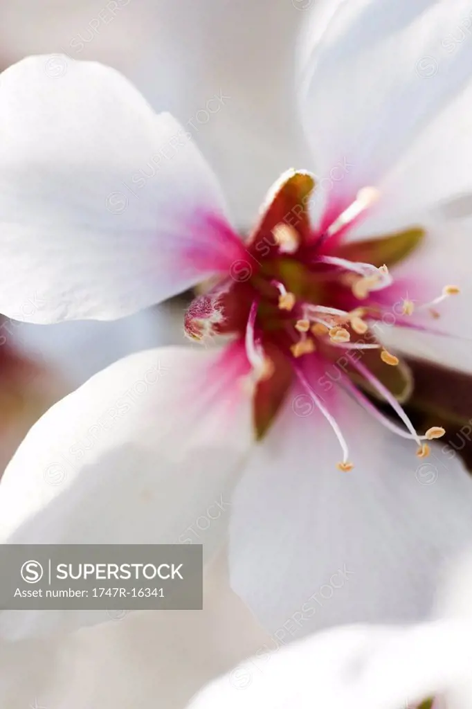 Almond tree blossom, extreme close_up