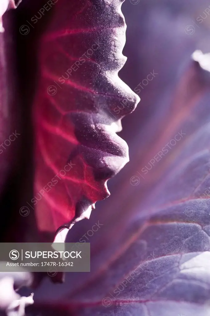 Red cabbage, extreme close_up