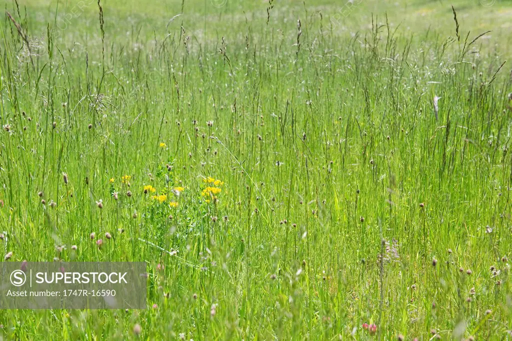 Meadow with wildflowers
