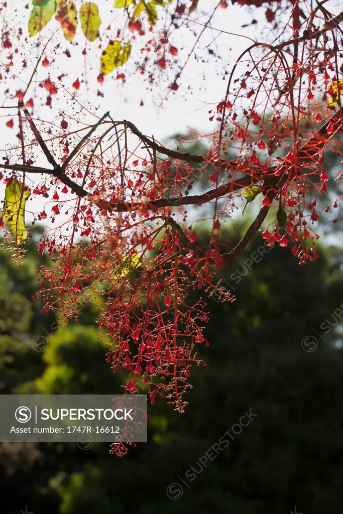 Tree with abundant red fruits, low angle view