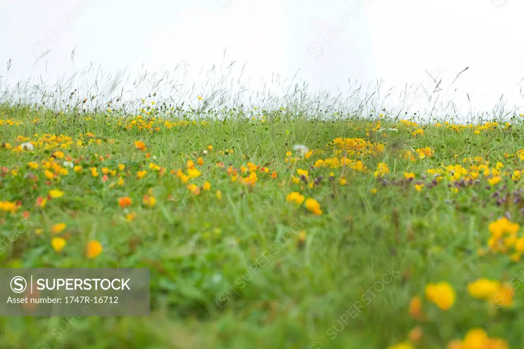 Meadow with wildflowers